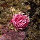 Hopkin's rose looking like a pink flame