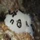 Funeral dorid
