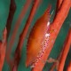 Simnia at Santa Cruz Island (9-14-14)
Look for them when you see red gorgonians!
							