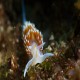 Hermissenda opalescens another relatively common nudibranch, but very pretty