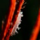 Teeny weeny Tritonia festiva (diamond back nudibranch). I was looking for simnia and found this little baby nudi instead