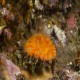 Orange cup coral is the only 