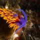 These guys would be so much easier to photograph if they stop insisting on perching themselves precariously on a hydroid or some other projcting tip of a rock.