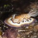 Chromodoris Koi