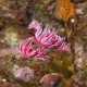 Okenia rosacea (Hopkin's rose) from Anacapa Island 7/11/15