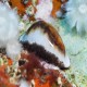 Chestnut cowry