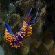 Flabellinopsis Iodinea (Spanish Shawl)
at Farnsworth Bank							