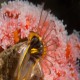 Who says barnacles are not pretty?