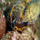 Navanax inermis from Gull Island 5/12/18