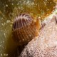 A live coffee bean cowrie