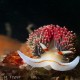 Hilton's aeolid (Phidiana hiltoni) is another one of those nudibranchs you sometimes see in the northern Channel Islands. Funny thing is, a lot of the times you don't see them at all, but other times they are all over the place!