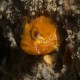 another shot of the Yellowfin (or Orange) Fringehead
I saw an orange blob when I swam over a reef rock and knew I had to stop and look at it more carefully.							