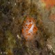 Cute and tiny McDonald's dorid