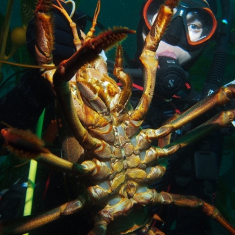 Diver Name