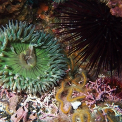 Santa Barbara Island