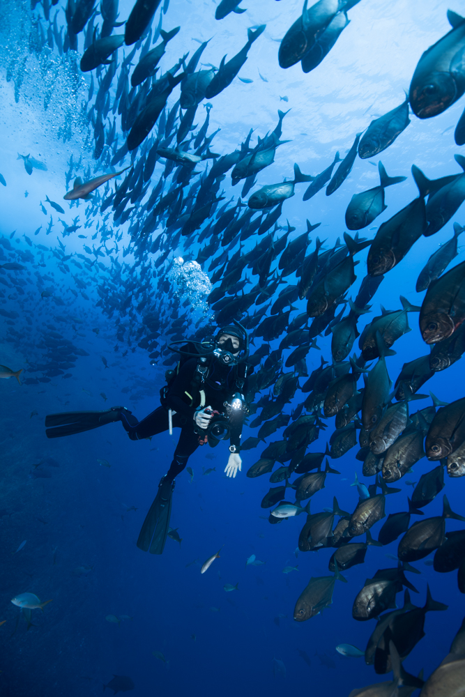 Revillagigedo Archipelago (Socorro Islands) Diving Expedition 2027